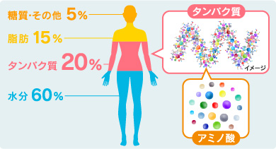 糖質・その他5% / 脂肪 15％ / タンパク質 20% / 水分 60％