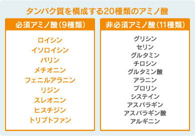 タンパク質を構成する20種類のアミノ酸　