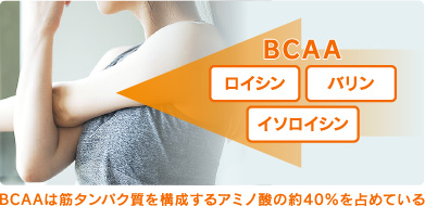 BCAAは筋タンパク質を構成するアミノ酸の約40％を占めている