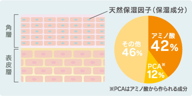 角層の天然保湿因子の保湿成分　アミノ酸42%/PCA12%/その他46%