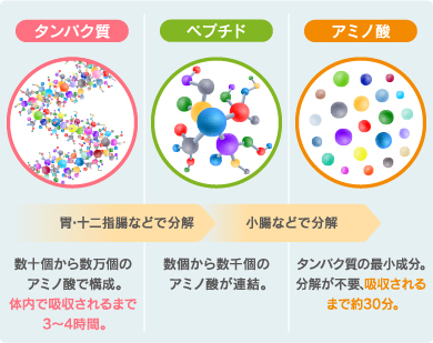 タンパク質がペプチドを経てアミノ酸に分解されるまで